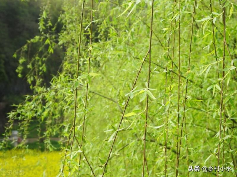 清明端午节有哪些习俗风俗和传统，清明节有哪些习俗