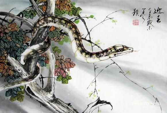 属蛇的今年多大 2015运势运程如何