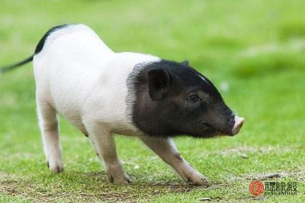 1995年属什么生肖几岁，1995年属猪的姻缘