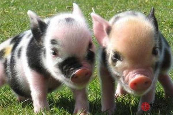 1995年属什么生肖几岁，1995年属猪的姻缘