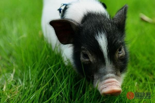 1995年属什么生肖几岁，1995年属猪的姻缘