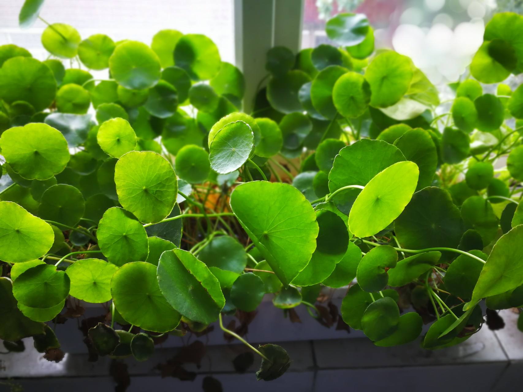 12生肖的招财植物摆放禁忌,十二生肖属相本命花