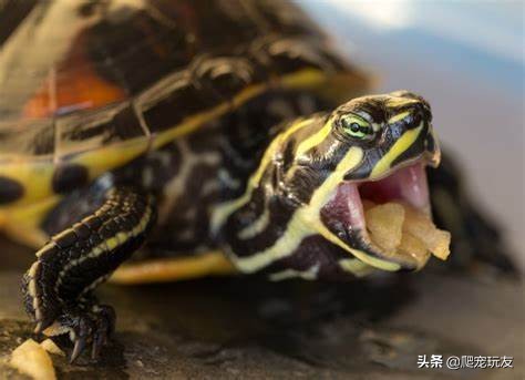 乌龟怎么饲养才好养，风水龟养几只好