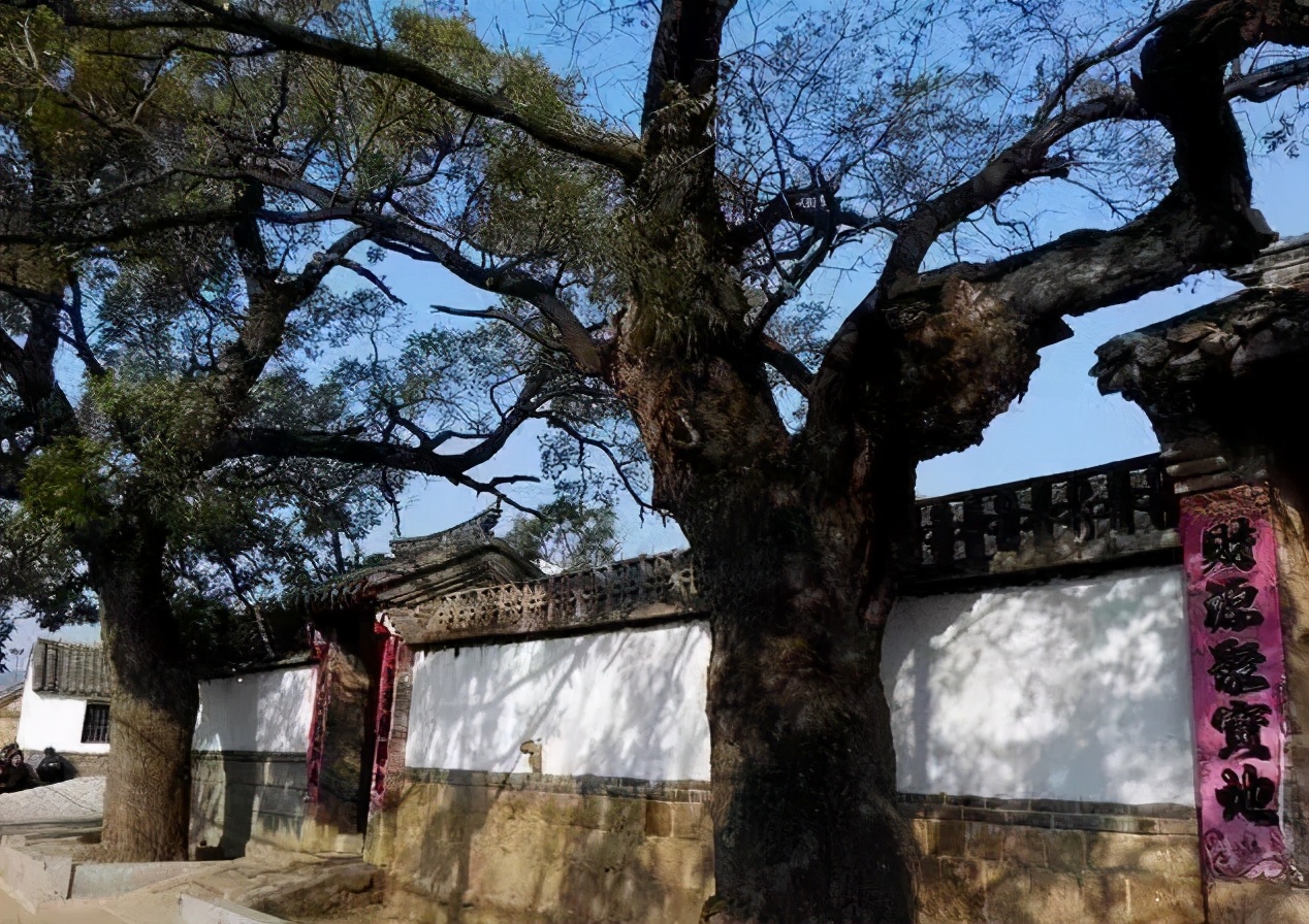 农村大门前种什么树风水好，门前种三树家兴旺三代