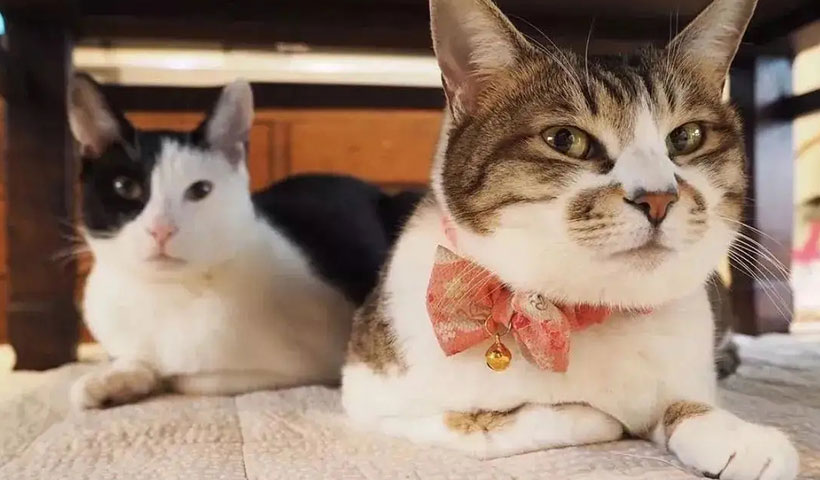养猫的好处和坏处风水学，养猫聚财还是破财
