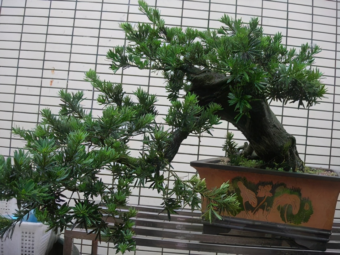 农村大门前种什么树风水好，门前种三树家兴旺三代