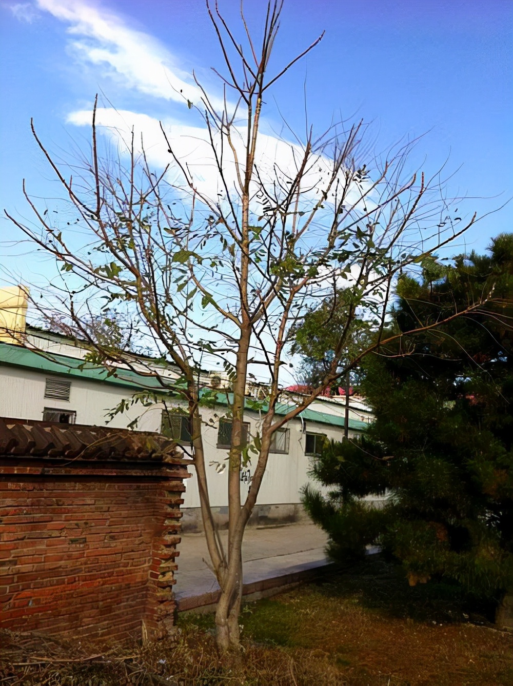 入户门口放什么植物好风水，大门口两边最旺宅的植物