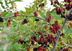 农村屋后风水十大禁忌，屋后有什么不吉利