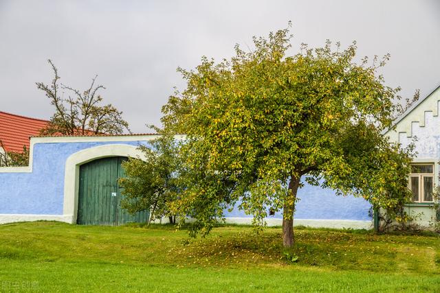 农村大门外栽什么树好风水，大门口两边最旺宅的植物