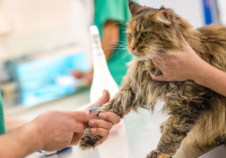 养猫的好处和坏处风水学，养猫聚财还是破财