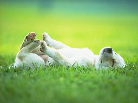 养狗风水有什么讲究没，为什么狗养久了会邪门