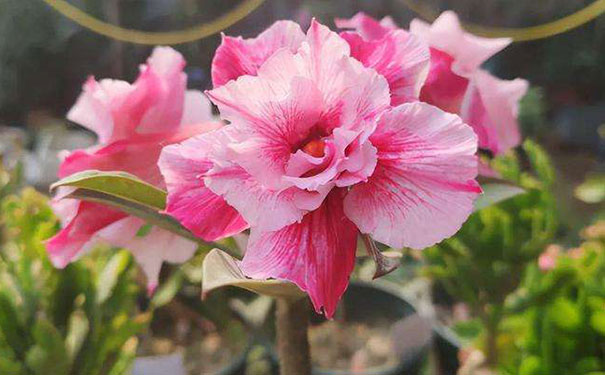 办公桌放什么植物好运气，办公室最旺风水植物