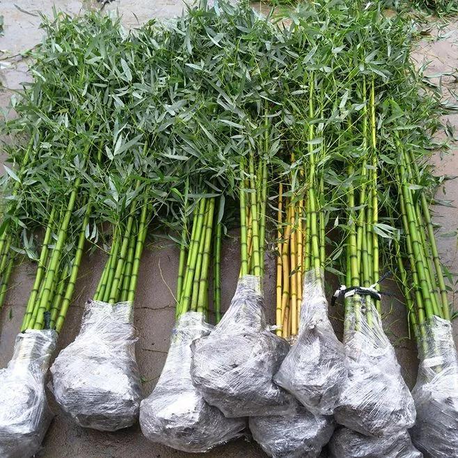 北方竹子什么季节种植最好，门口种竹子风水十大禁忌