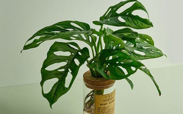 办公桌放什么植物好运气，办公室最旺风水植物