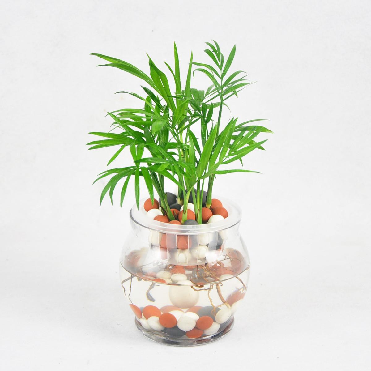 办公桌适合摆放什么绿植好，办公室最旺风水植物