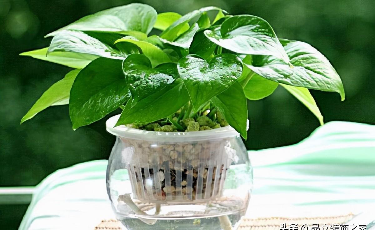 办公室风水植物什么最好，办公室最吉利的三种花