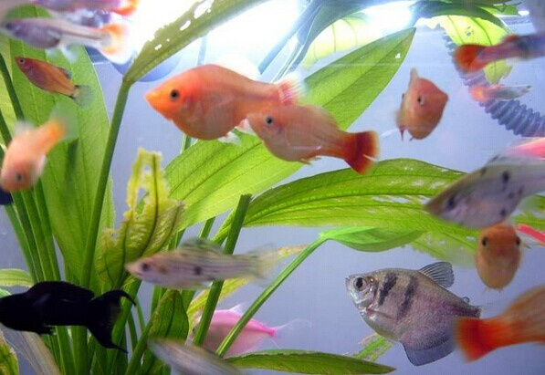 办公室养几条鱼最招财风水，养鱼口诀一三五七