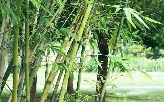 北方竹子什么季节种植最好，门口种竹子风水十大禁忌