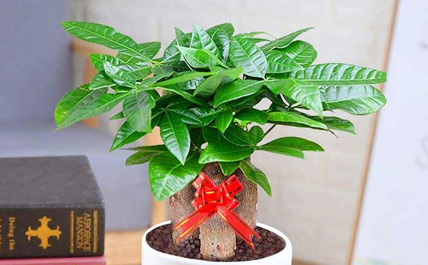 十大客厅风水植物旺宅，客厅十大镇宅植物