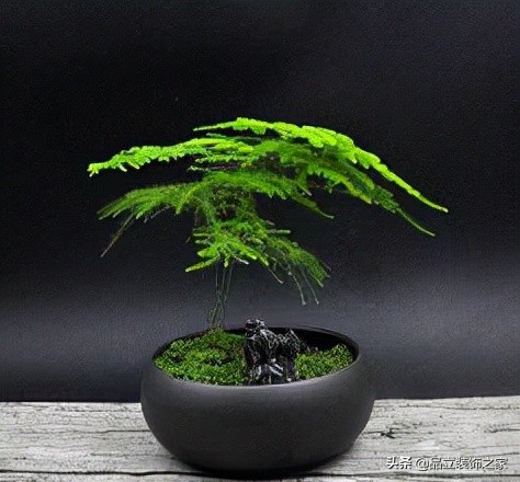 办公室风水植物什么最好，办公室最吉利的三种花