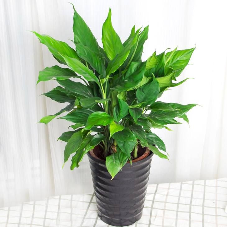 办公室摆放植物风水，办公室最吉利的三种花