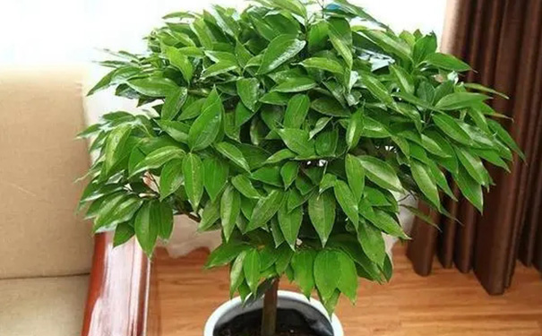 十大客厅风水植物旺宅，客厅十大镇宅植物