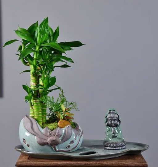 办公室风水绿植哪种最好，办公桌最旺风水植物