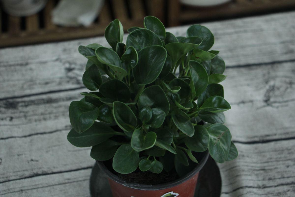 办公桌适合摆放什么绿植好，办公室最旺风水植物