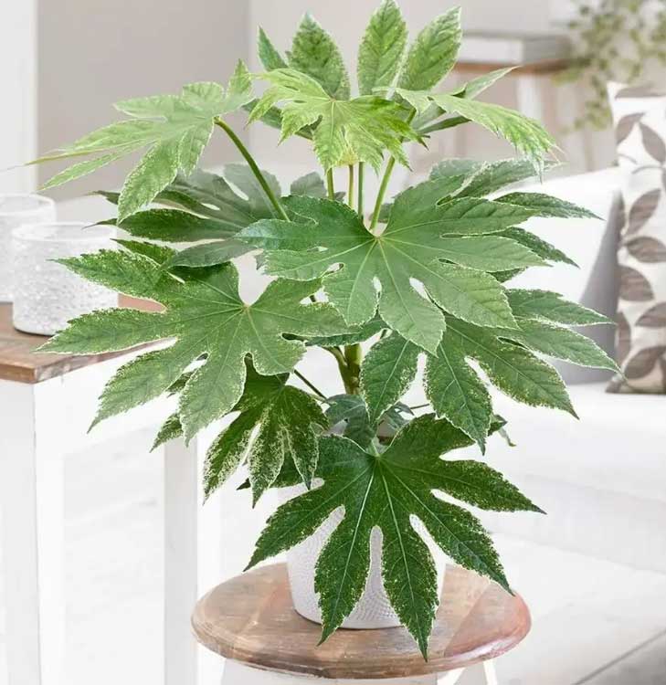 办公室风水绿植哪种最好，办公桌最旺风水植物