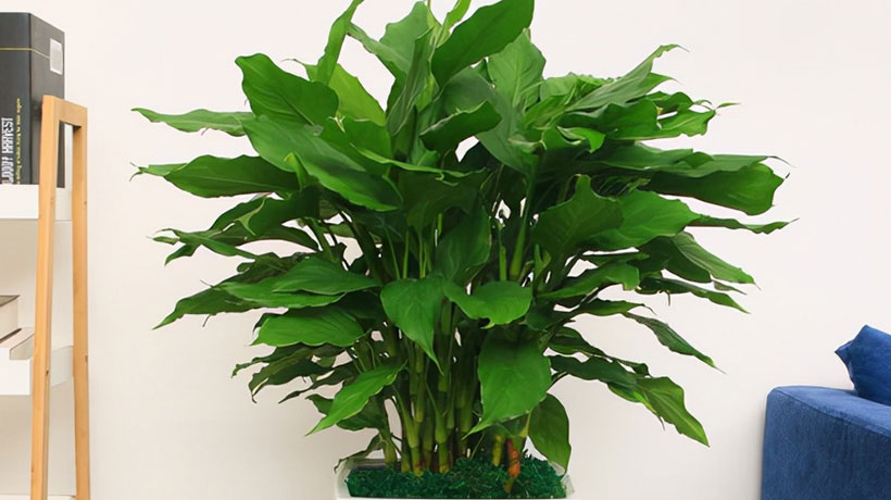 办公室摆放植物风水，办公室最吉利的三种花