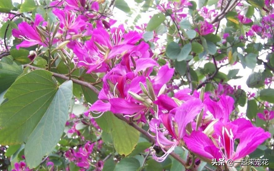 卧室放什么花最好风水图片，最适合放卧室的十种花