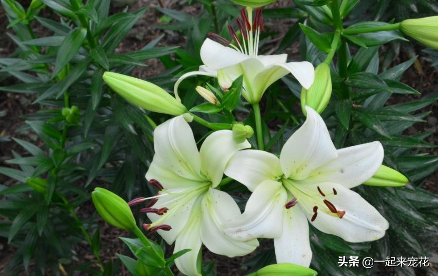 卧室放什么花最好风水图片，最适合放卧室的十种花