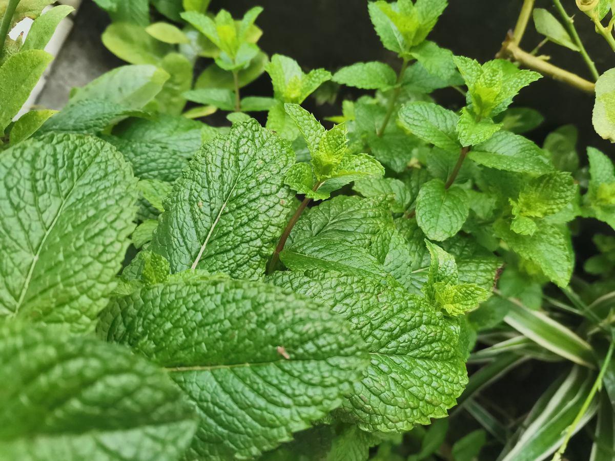 卧室摆放什么植物最好风水，晚上适合放在卧室的植物