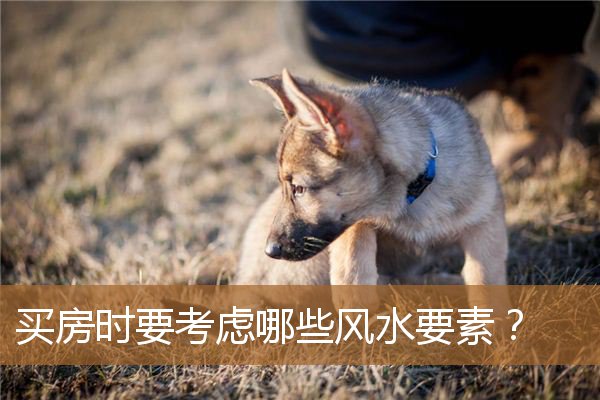 买房风水需要注意哪些方面，买房须知的风水常识