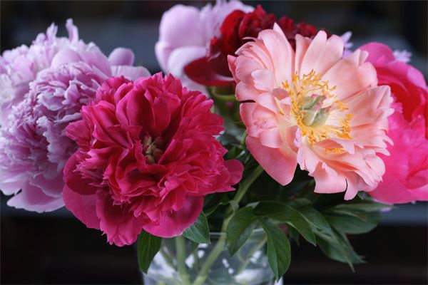 什么生肖适合挂牡丹画图片,牡丹画的风水寓意 什么生肖适合挂牡丹画图片,牡丹画的风水寓意