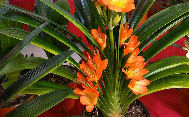 卫生间放什么植物旺风水,卫生间什么植物旺风水 卫生间放什么植物旺风水,卫生间什么植物旺风水