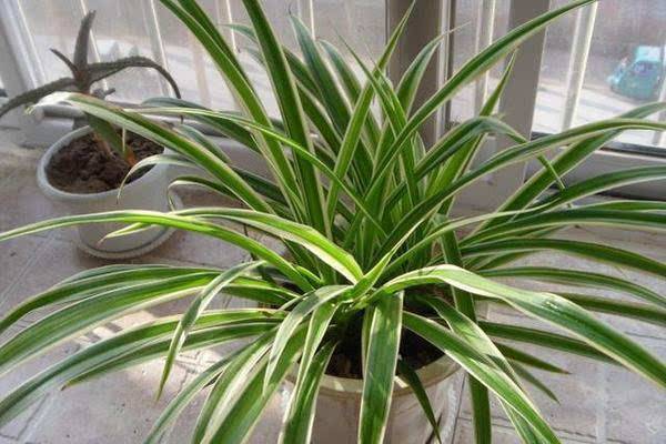 吊兰风水摆放禁忌属相，吊兰招鬼是真的吗