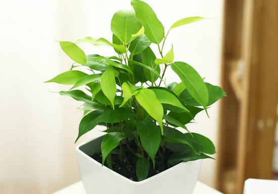 卫生间适合养什么植物好,卫生间什么植物旺风水 卫生间适合养什么植物好,卫生间什么植物旺风水