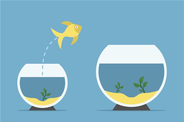 养鱼风水禁忌数量，一个蓝斑马害死一缸鱼