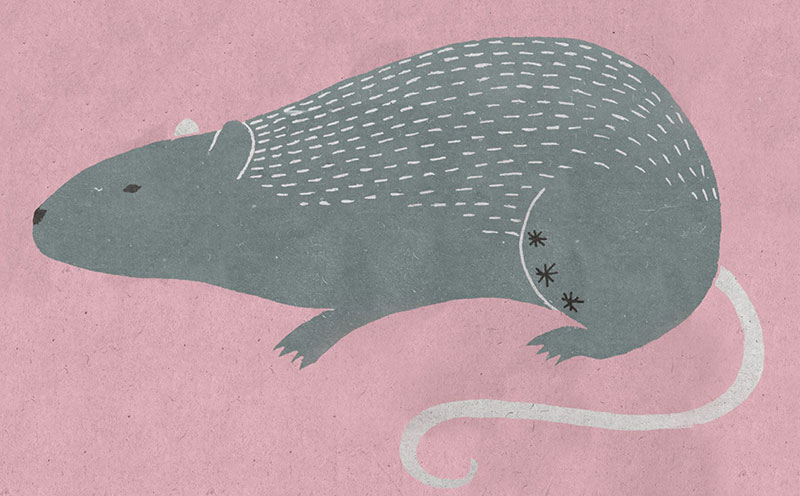 一生不被欺负的生肖女人,谁也斗不过的生肖女 一生不被欺负的生肖女人,谁也斗不过的生肖女