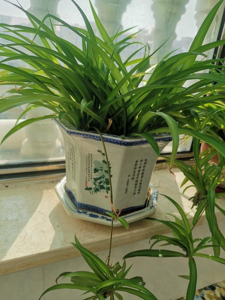 卫生间放什么植物最好风水,什么花适合放在卫生间里养 卫生间放什么植物最好风水,什么花适合放在卫生间里养