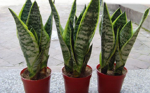 卫生间放什么植物旺风水,卫生间什么植物旺风水 卫生间放什么植物旺风水,卫生间什么植物旺风水