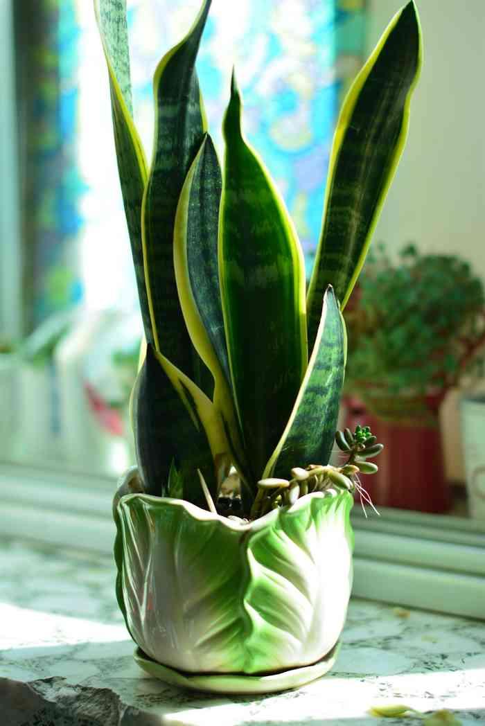 卫生间放什么植物最好风水,什么花适合放在卫生间里养 卫生间放什么植物最好风水,什么花适合放在卫生间里养