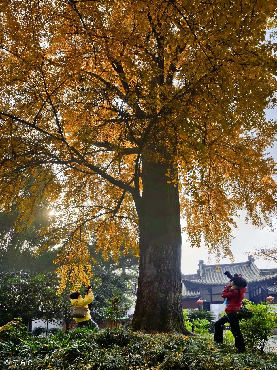 大门口左边栽银杏树好吗，银杏树6大风水禁忌