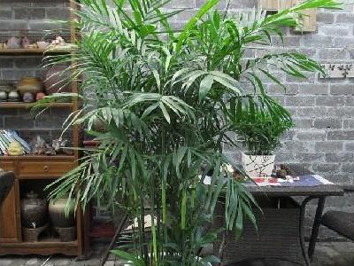 夏威夷竹子如何养,夏威夷竹子的风水作用 夏威夷竹子如何养,夏威夷竹子的风水作用