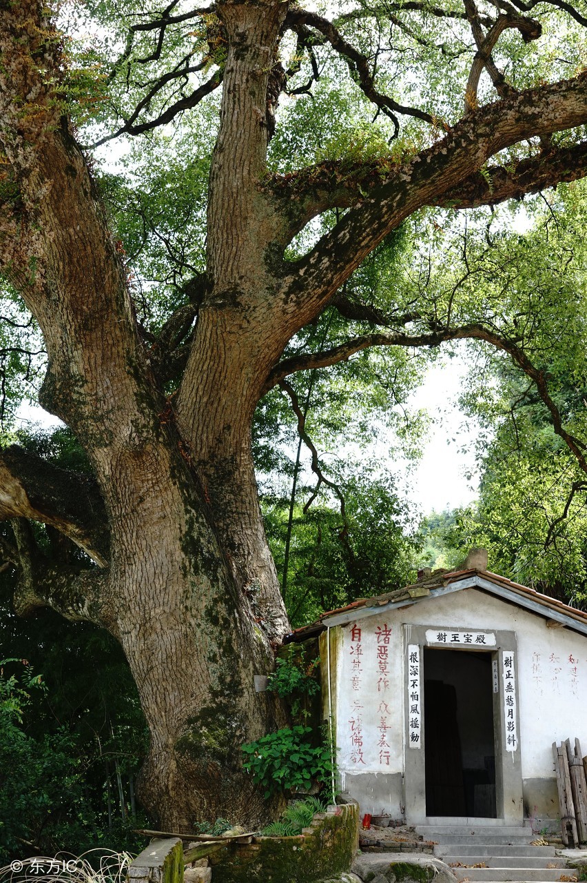 大门口左边栽银杏树好吗，银杏树6大风水禁忌