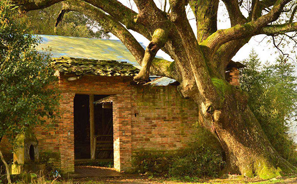 大门两旁栽几棵树最好风水,门前一般栽几棵树 大门两旁栽几棵树最好风水,门前一般栽几棵树