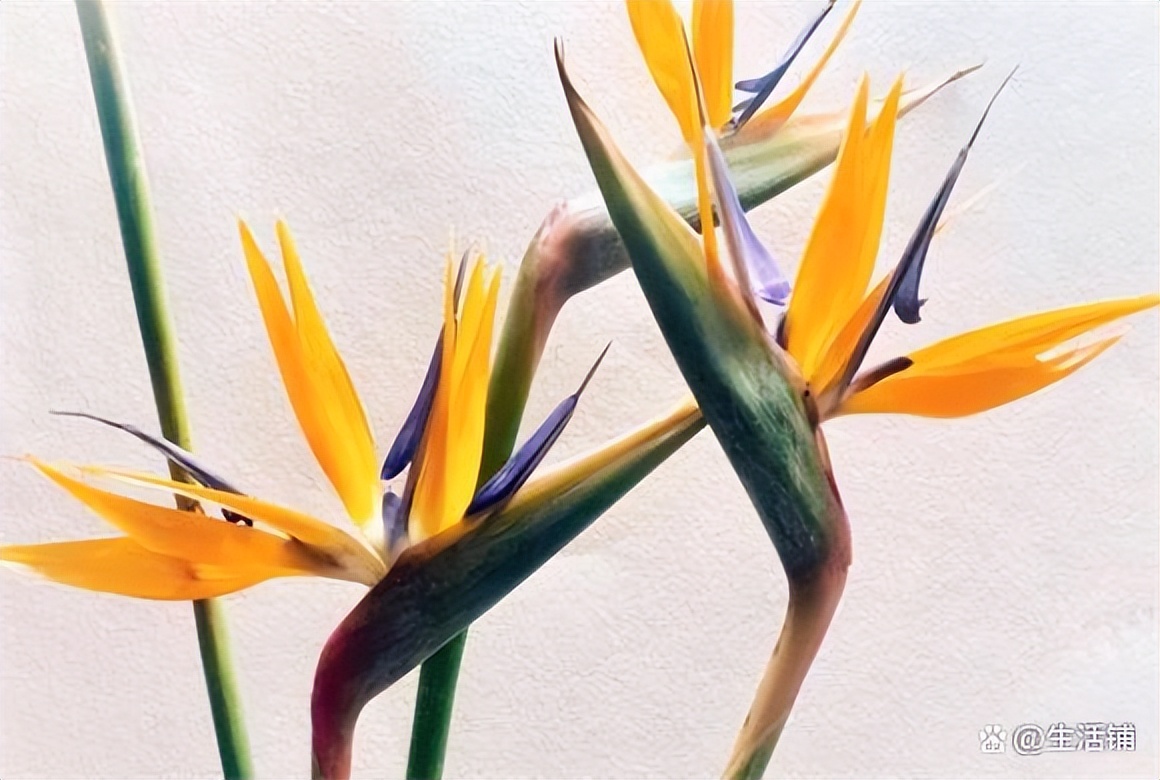 天堂鸟的寓意与风水图片，天堂鸟放客厅大忌