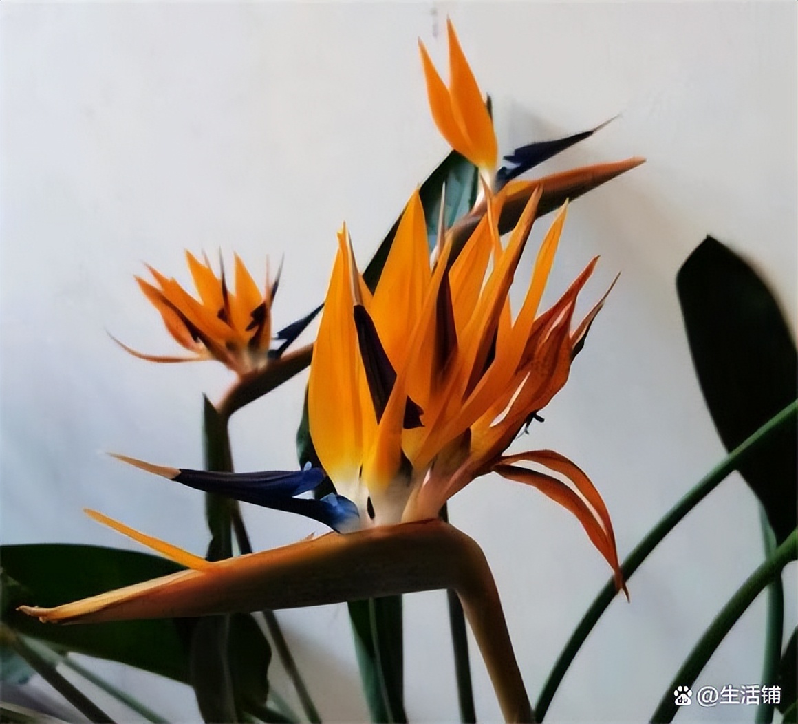 天堂鸟的寓意与风水图片，天堂鸟放客厅大忌