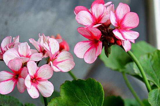 天竺葵花语象征与寓意图片,天竺葵风水寓意 天竺葵花语象征与寓意图片,天竺葵风水寓意